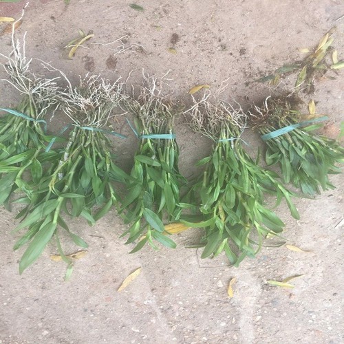 1 BÓ HOA LAN HOÀNG THẢO ĐÙI GÀ GIỐNG, HOA TUYỆT ĐẸP, HOA NỞ TẾT