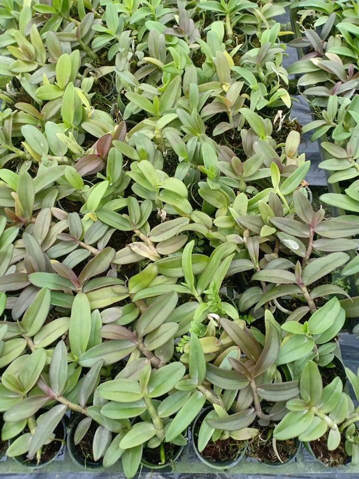 Phi điệp ám cao bằng hàng giống