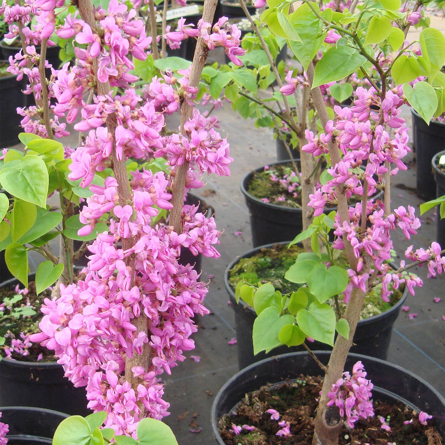 CÂY HOA HẠNH PHÚC - cây giống nhập khẩu