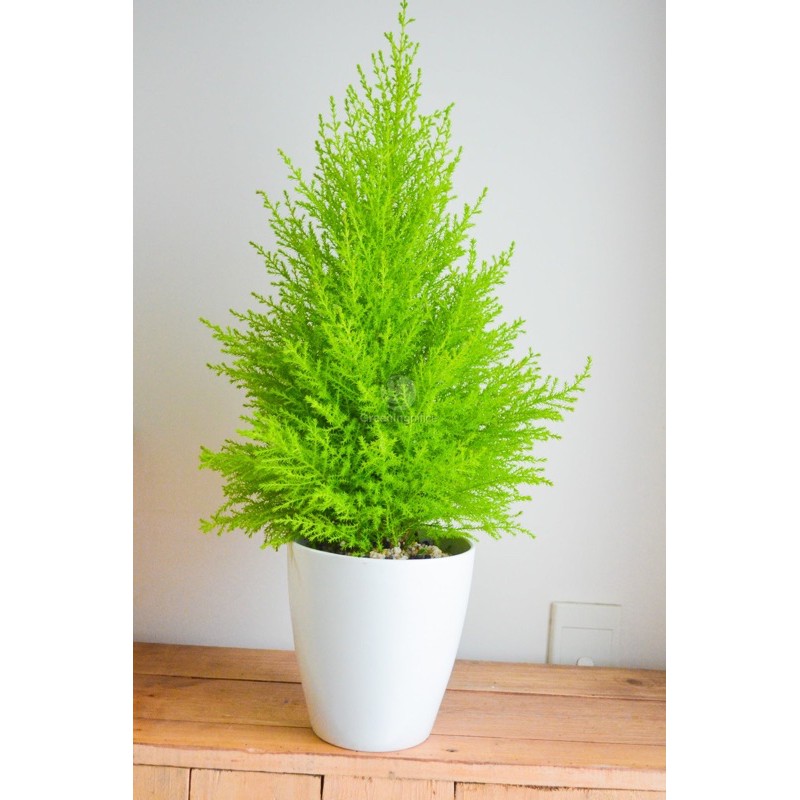 Cây Tùng Thơm size cao 50cm Trang Trí Noel (Ảnh thật hình 1)