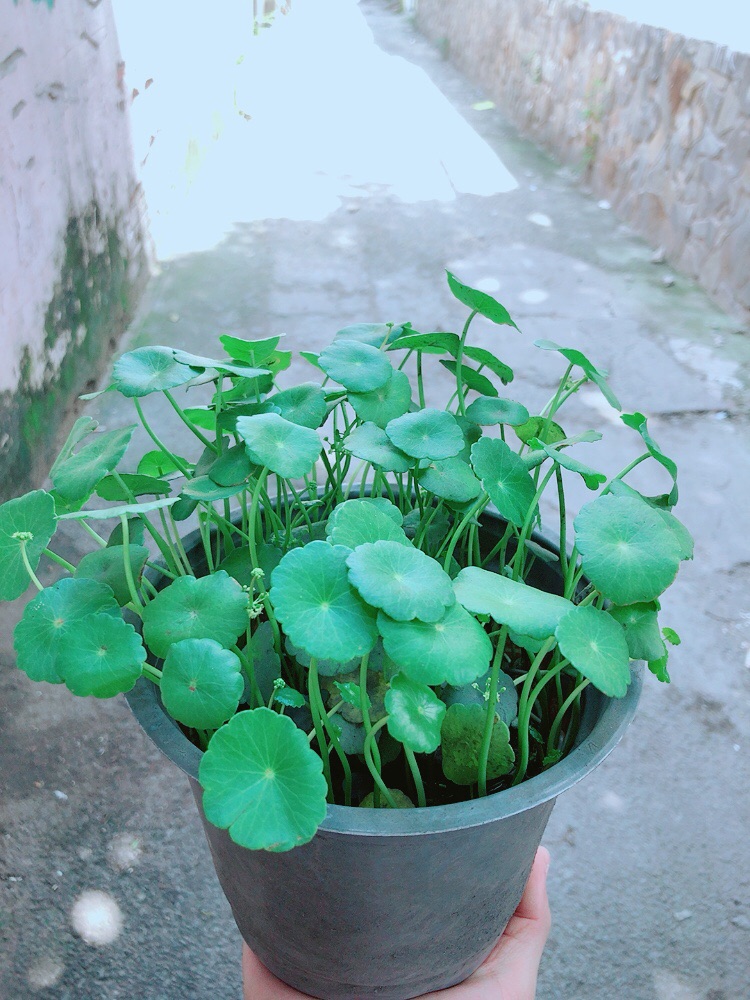 Cỏ Đồng Tiền
