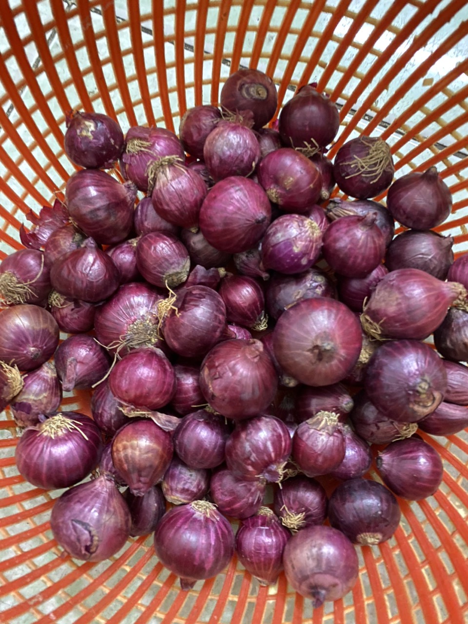 HÀNH ẤN ĐỘ LOẠI 1 , LỰA CHỌN KỸ, HÀNH KHÔ ĐẸP (hành tím khô, hành tím ấn độ, hành tím, tỏi tím, tỏi cô đơn, tỏi bắc, tỏi đen)