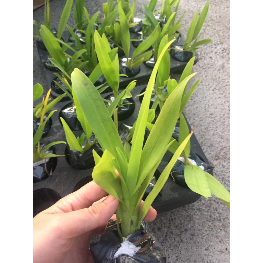 [FREESHIP - Xả Khô Máu] hoa phong lan vũ nữ cam lửa [ TẶNG 02 Cây QUẾ giống]