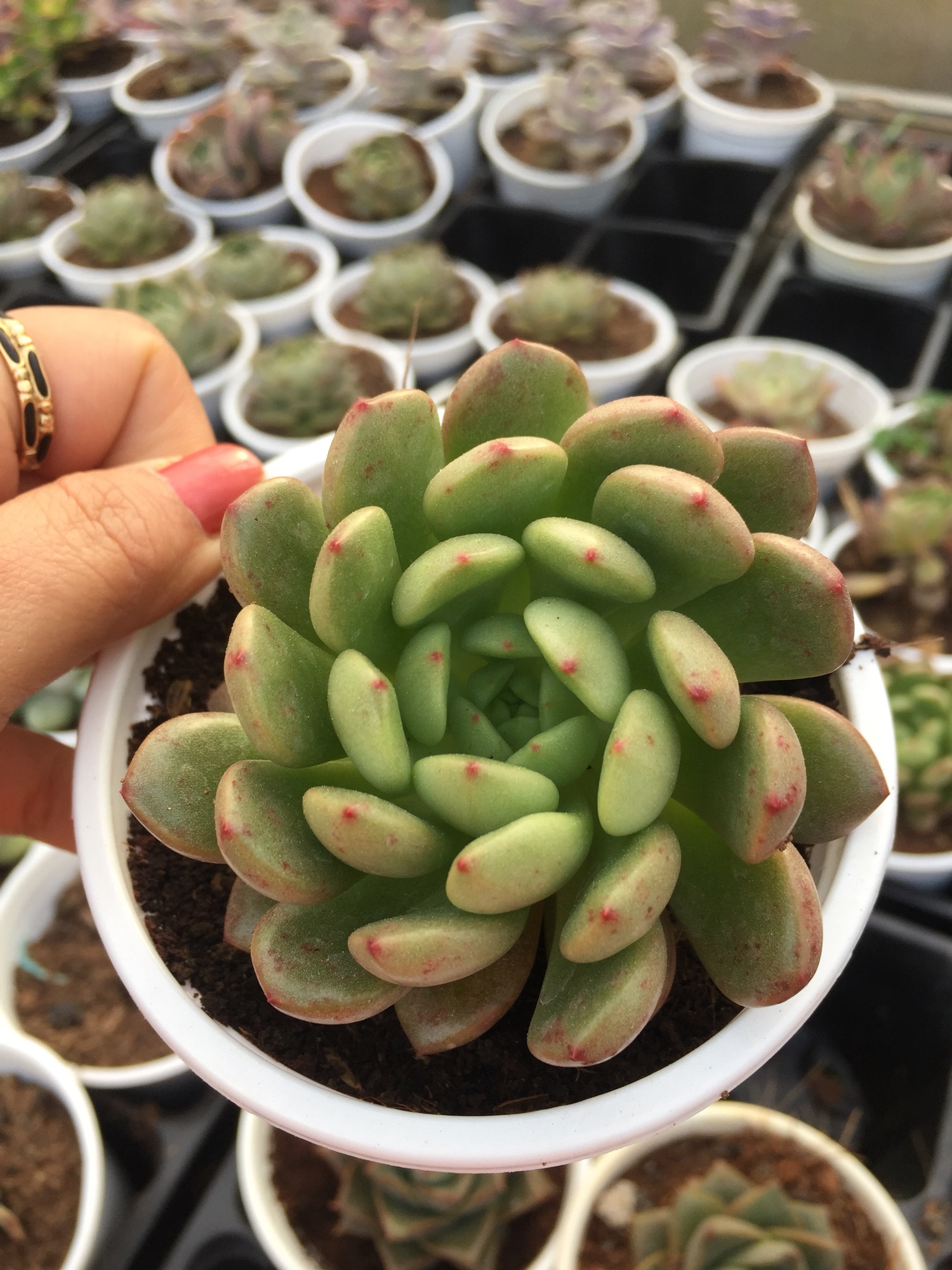 Sen Đá Ruby Đỏ size trung