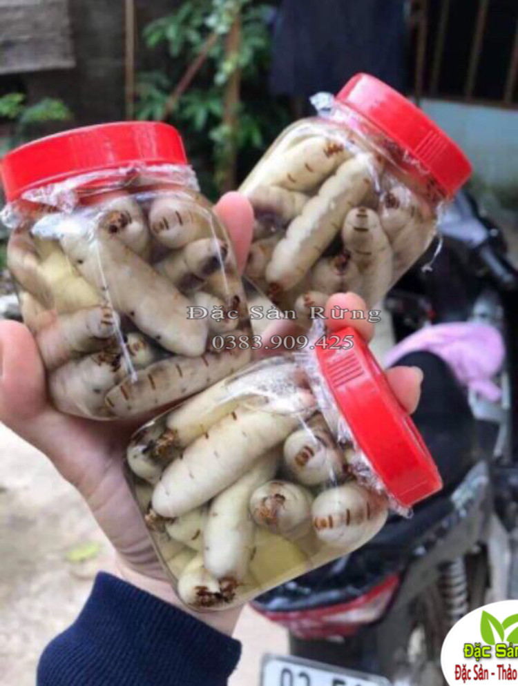 Mối Chú.a ( 10 Con Loại To ) - Bổ Thận  , Tăng Sly, Thảo Dược ĐSR