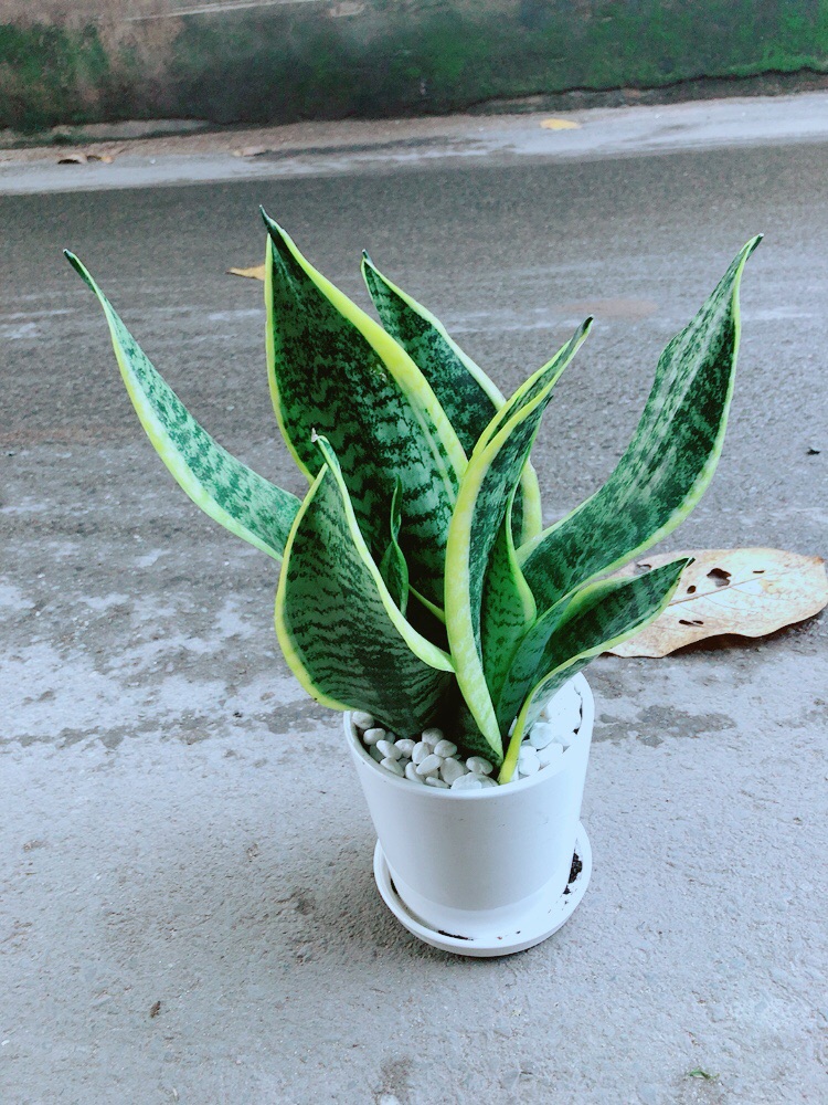 [HCM]Chậu Cây Lưỡi Hổ Cao