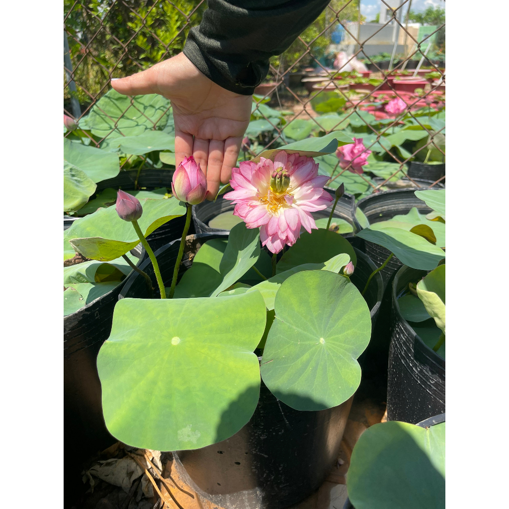 Chậu sen mini Nhật lùn hồng (chỉ giao hoả tốc HCM)