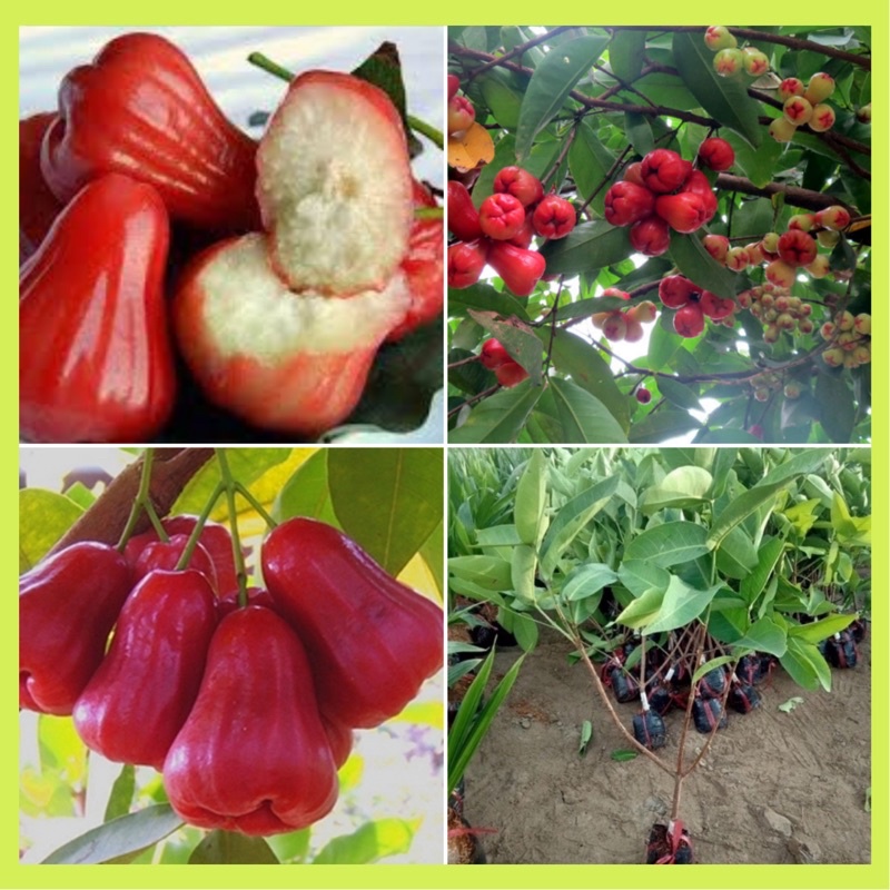 Cây giống roi đỏ Thái Lan không hạt.