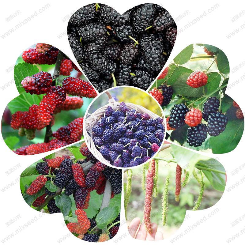 Mulberry seeds
 - Sale Off