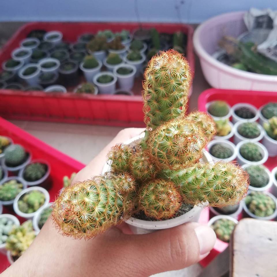 [HCM]Cây xương rồng mami chân đỏ