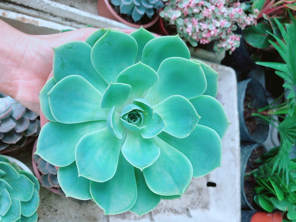 Sen Đá Xanh Đất Size Đại