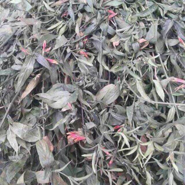 1kg cây xương khỉ khô