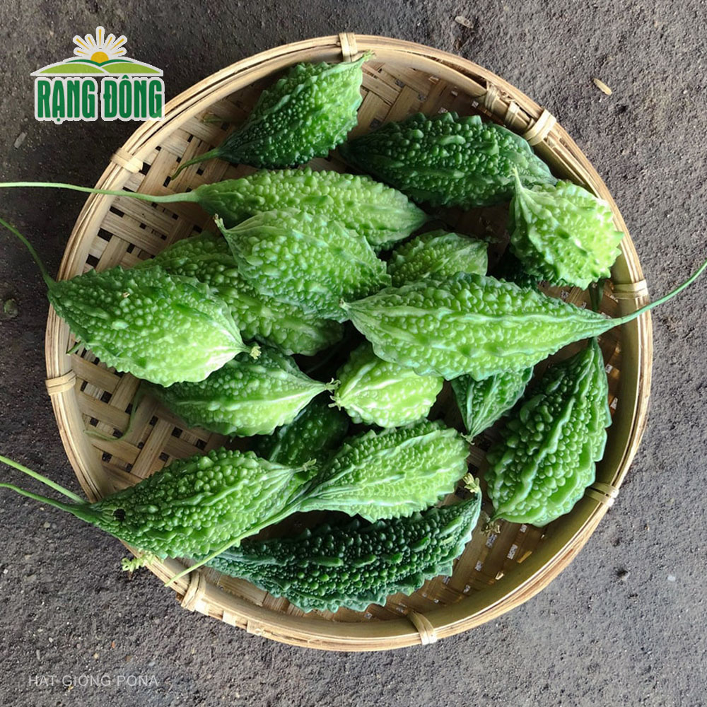 Hạt giống Khổ qua rừng RADO 52 (1g) - Hạt giống Rạng Đông