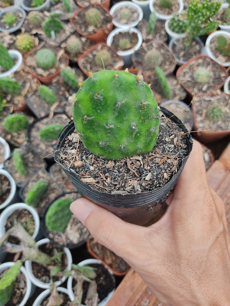 Xương rồng TAI THỎ PHÁP (size chậu 5 cm)