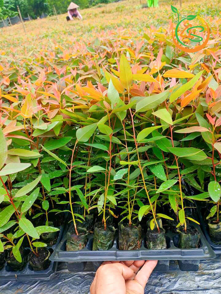 SỈ COMBO 10 CÂY BẠCH ĐÀN GIỐNG CAO 40CM