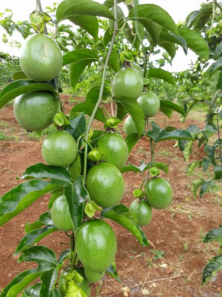 (SỐC) Cây CHANH LEO TÍM ĐÀI LOAN