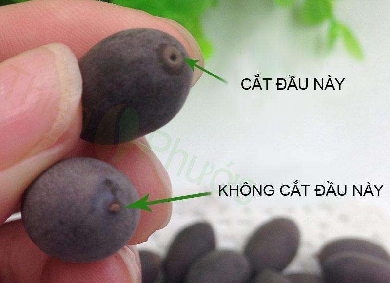 Hạt Giống Hoa Sen Mini Nhiều Màu- Gói 5 Hạt