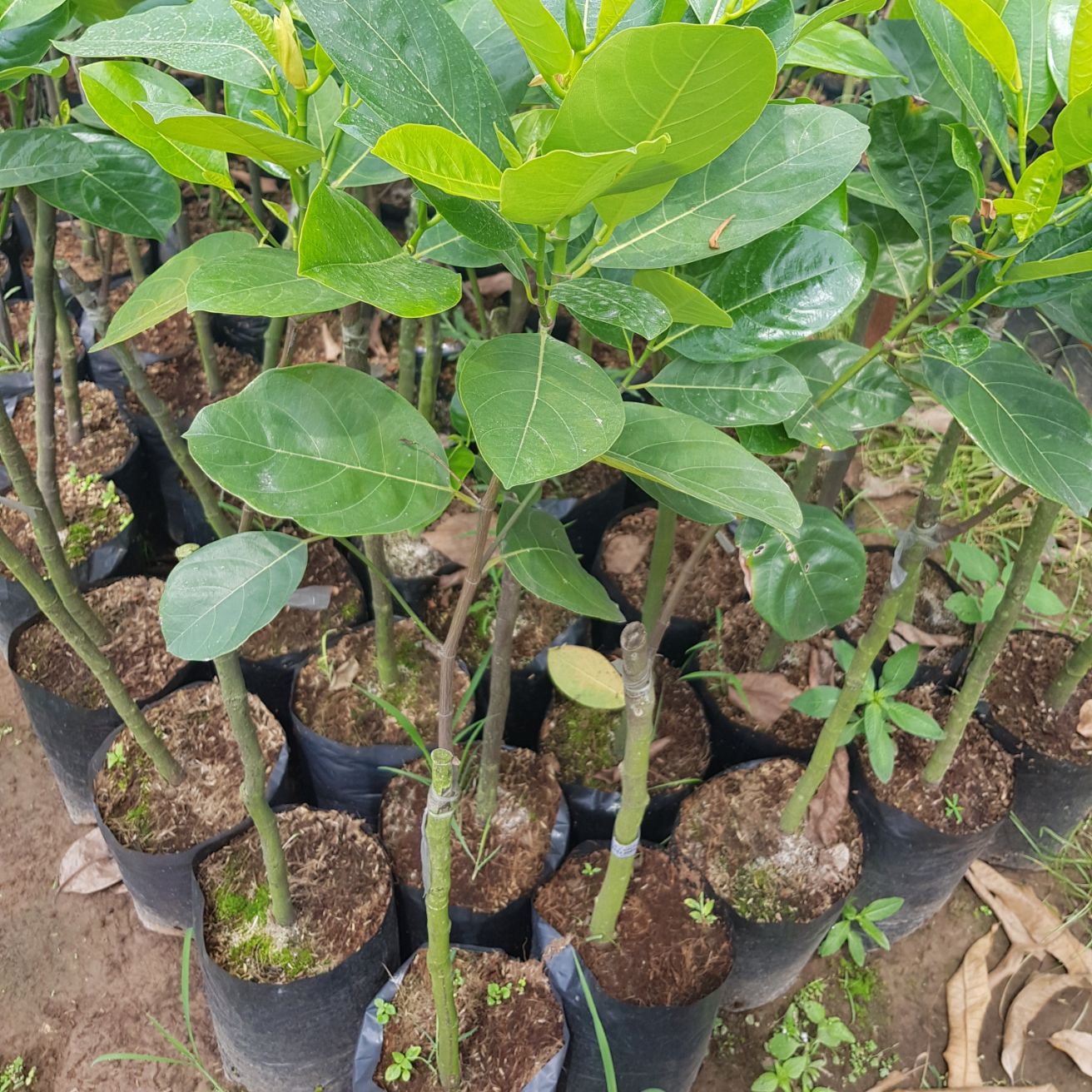 Combo 2 cây giống mít ruột đỏ xơ đỏ