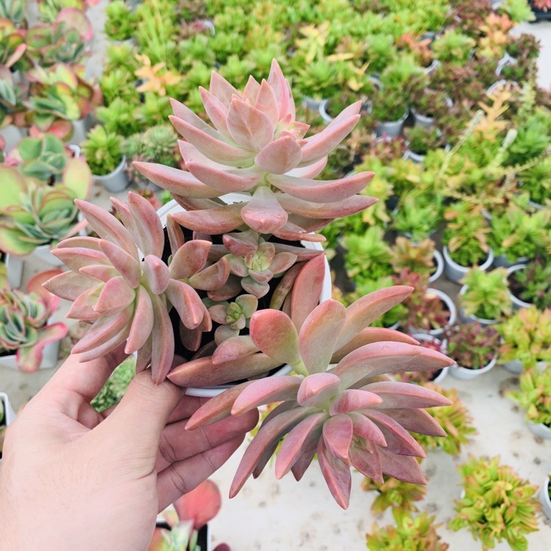 SEN ĐÁ ĐỎ SIZE TRUNG BÌNH SIÊU KHOẺ ĐẸP LỖI 1 ĐỔI 1