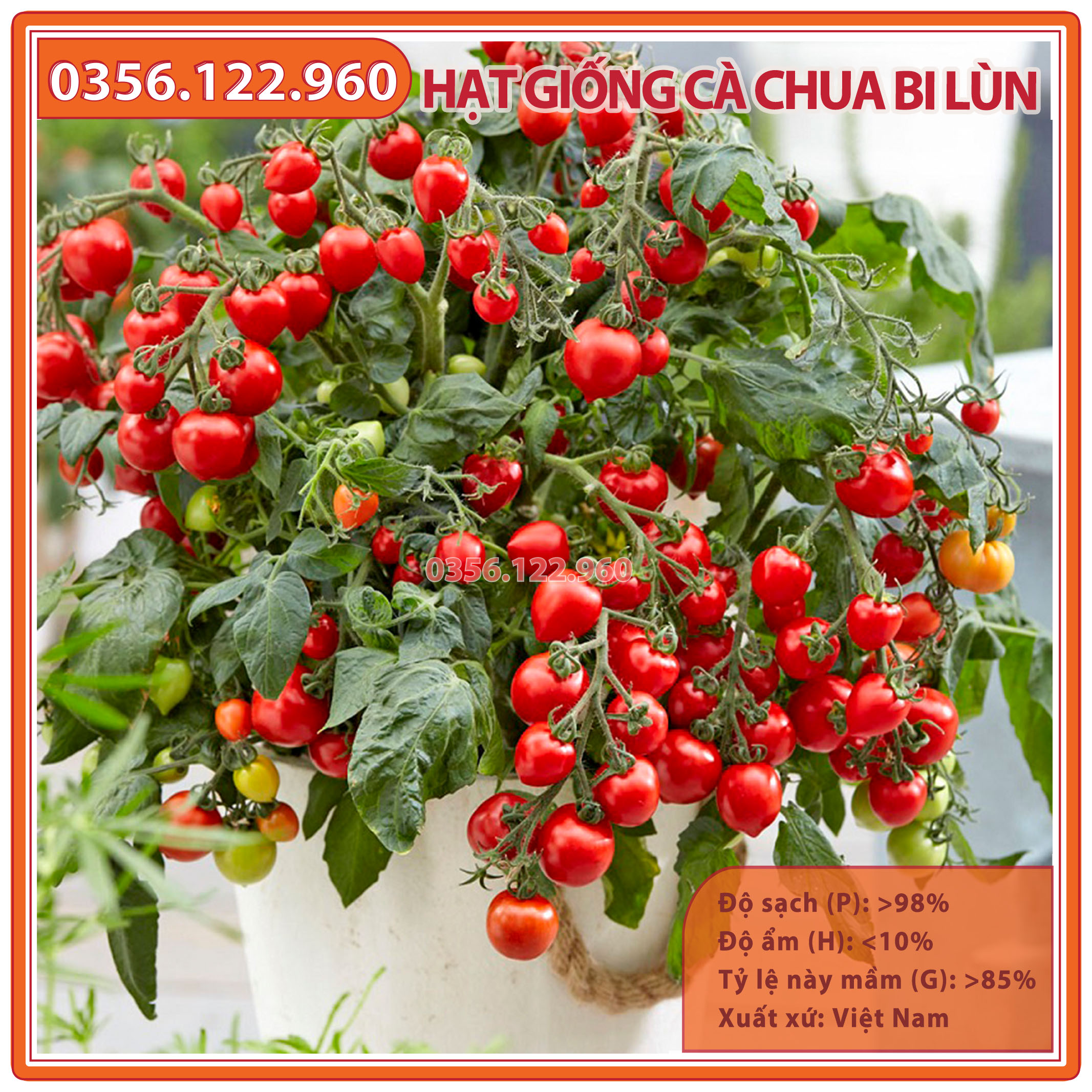 Hạt giống cà chua bi đỏ lùn trồng chậu siêu quả