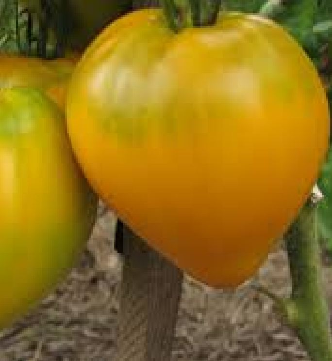 Hạt giống cà chua trái tim vàng - gói 30 hạt