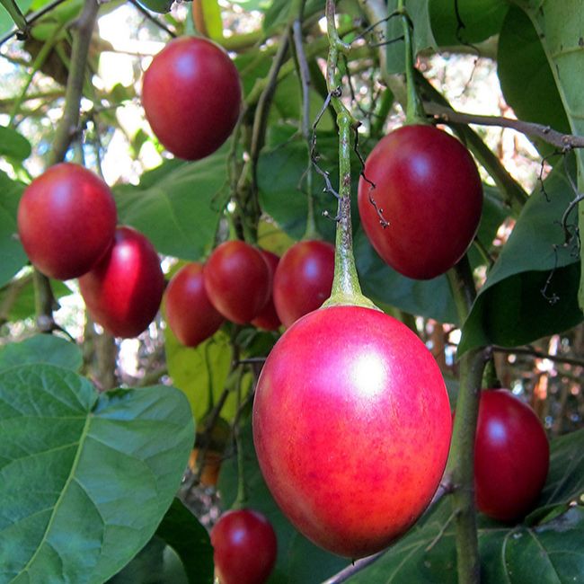 10h Hạt Giống Cà Chua Thân Gỗ Tamarillo Đỏ