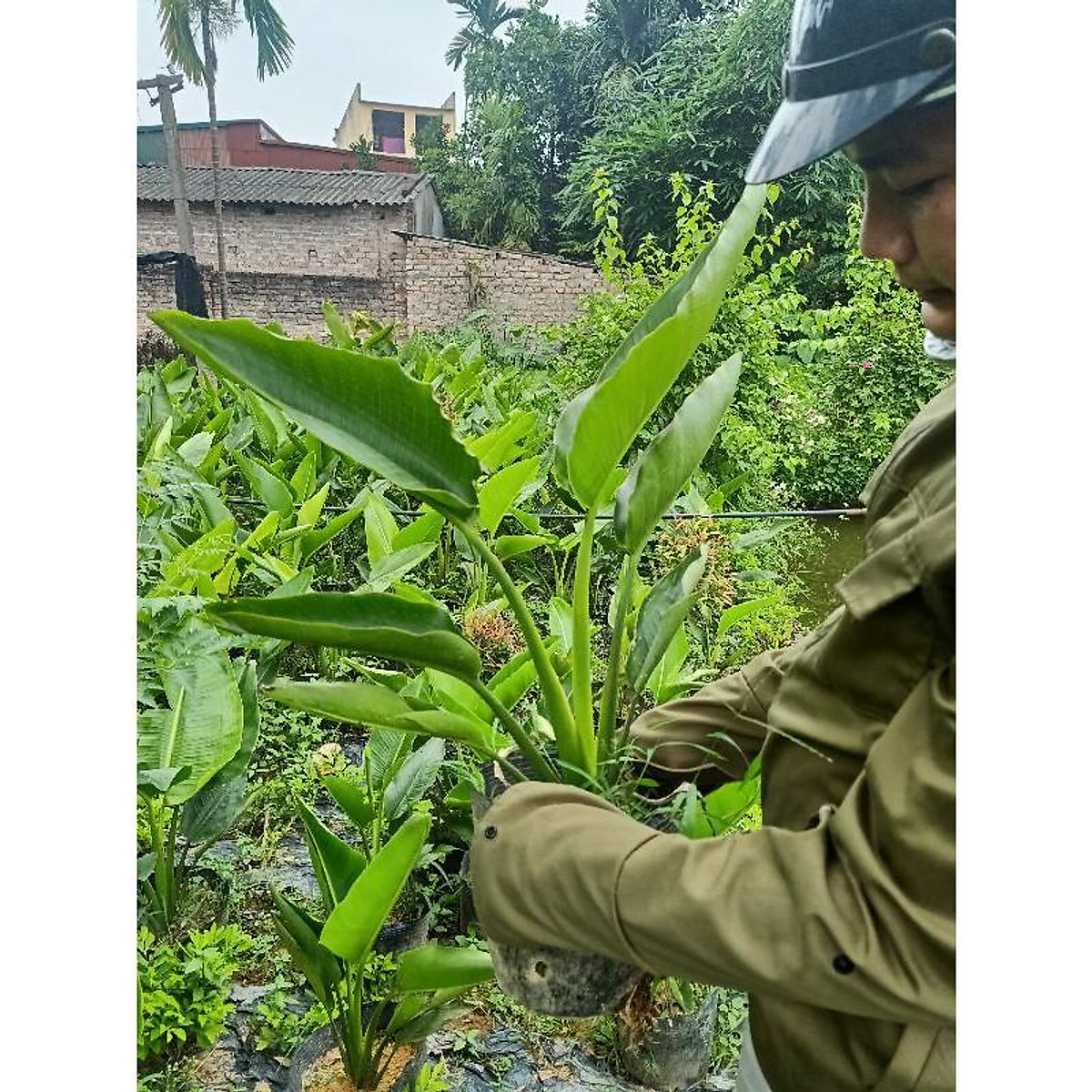 CÂY CHUỐI DẺ QUẠT cao trên 80cm
