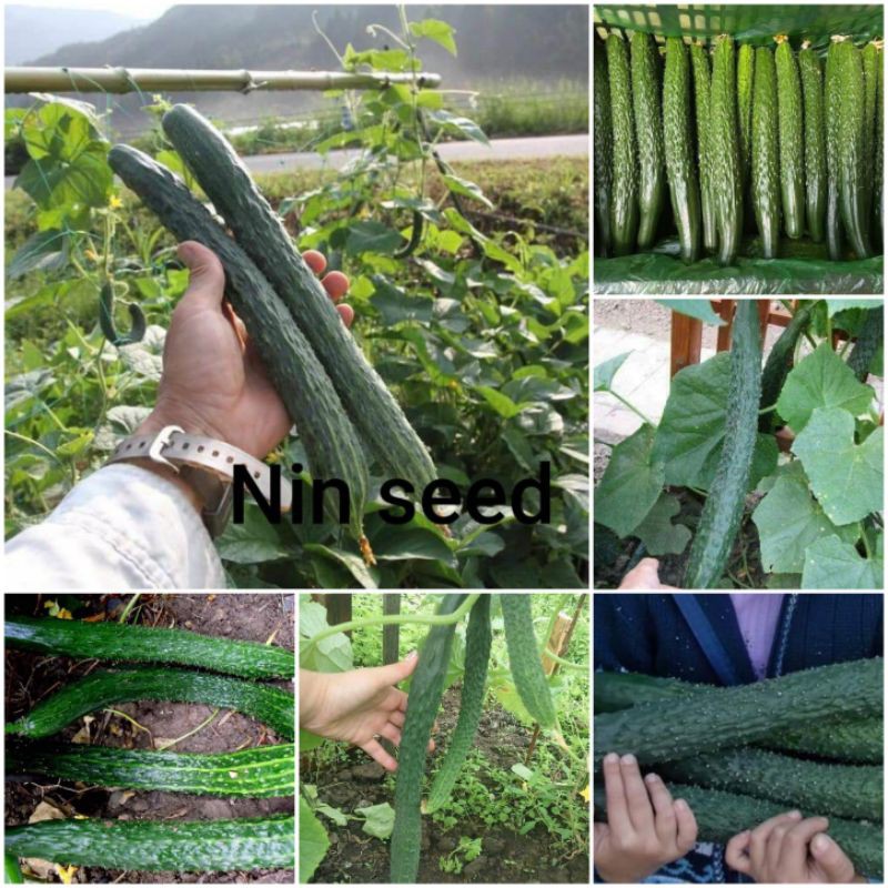 Hạt Giống Dưa Chuột Kiếm