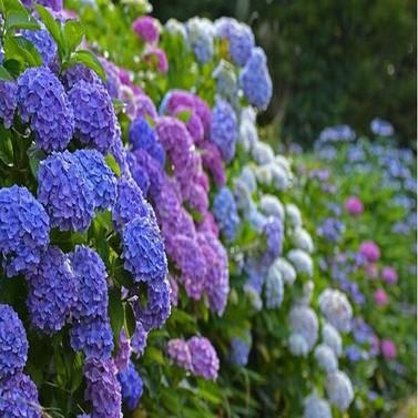 Hạt giống hoa Cẩm tú cầu mix nhiều màu - ( 1 gói 10 hạt )