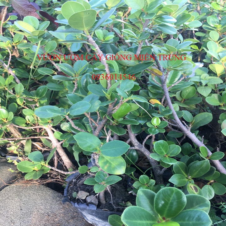 cây Da Nhật - (Cây đa nhật, cây Vạn Phát Gia)