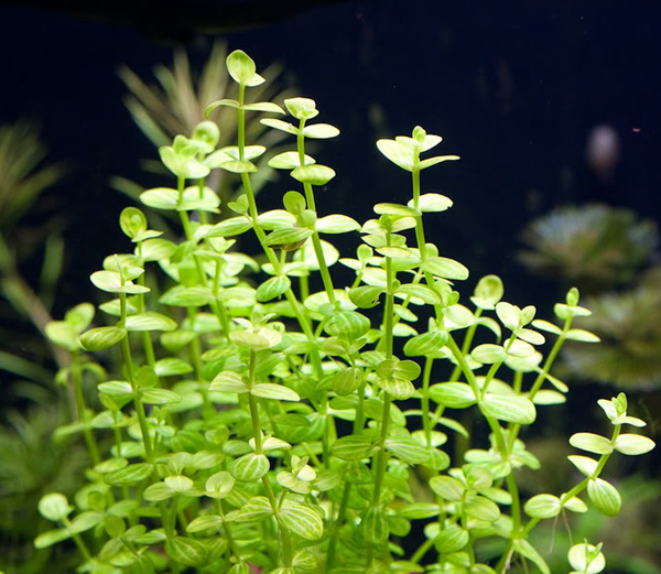 CÂY DƯA HẤU THỦY SINH (15 ngọn)