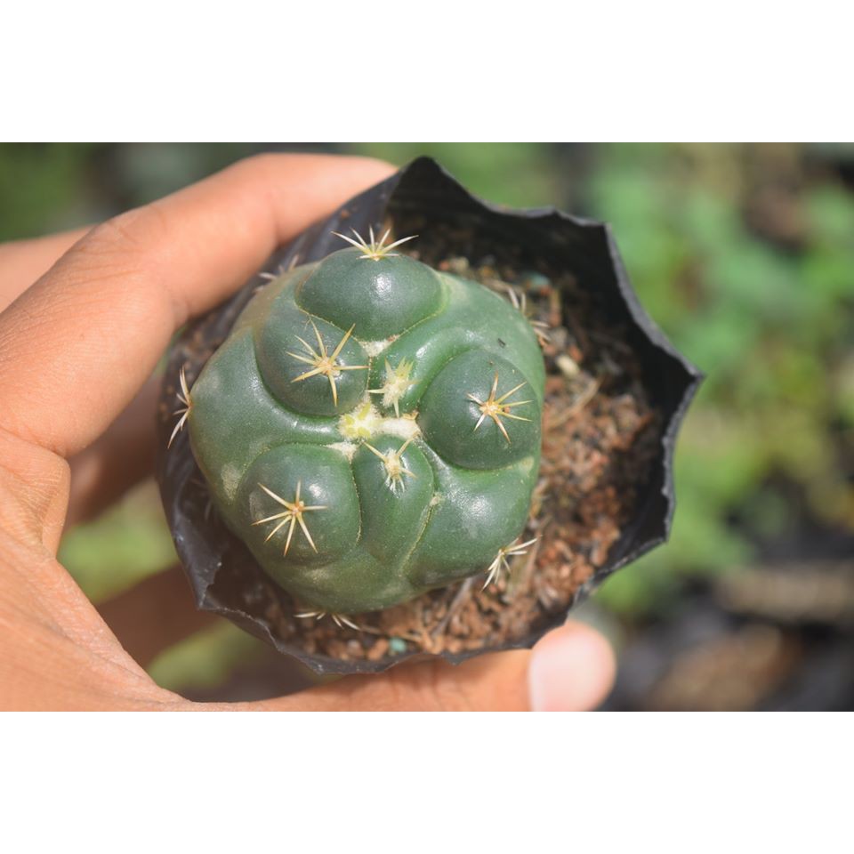 Xương Rồng Cory Hiếm