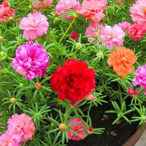 Hạt Giống Hoa Mười Giờ Nhiều Màu (200 Hạt)