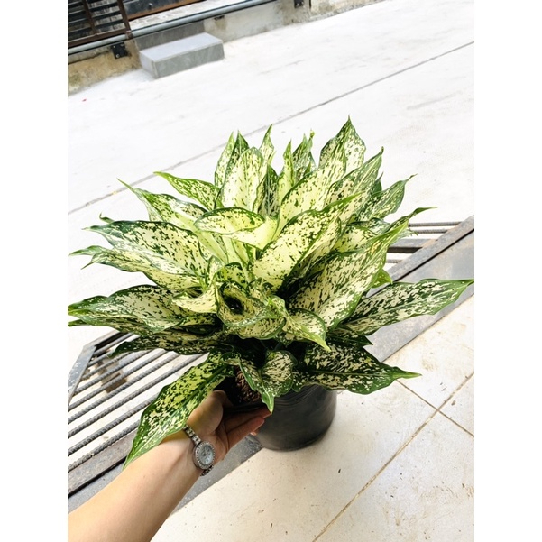 Ngọc ngân chậu to nhiều thân- Shop đồng hồ và cây cảnh
