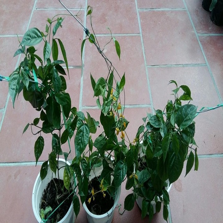Hoa lan hoàng dương hoa leo rủ