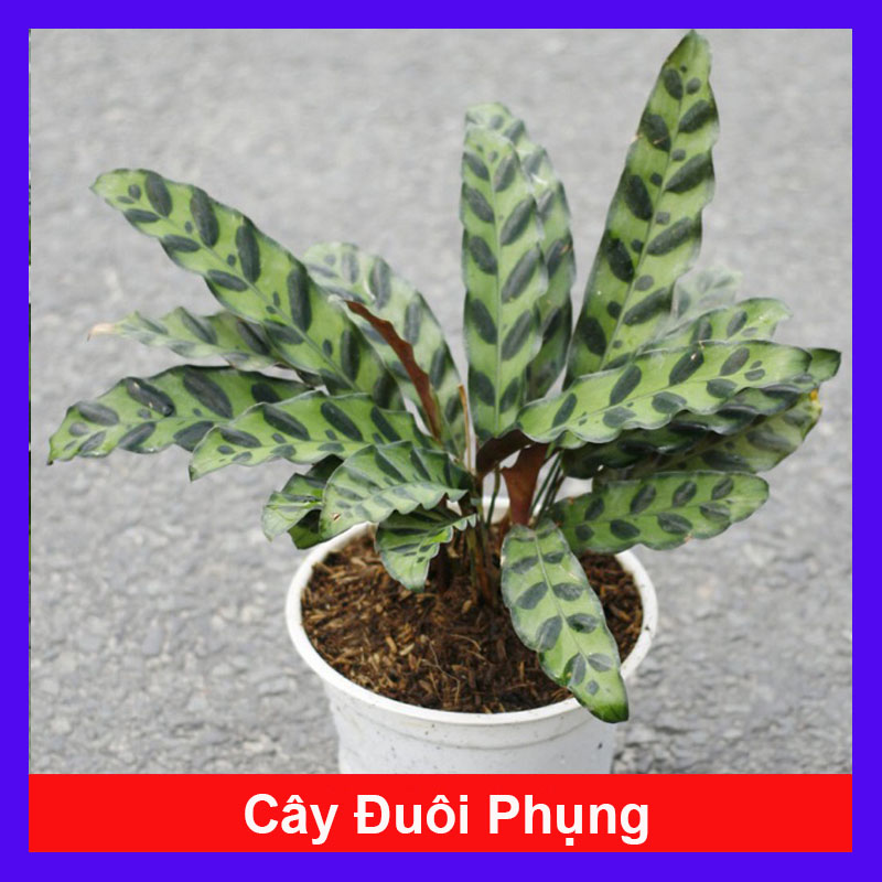 Cây cảnh mini - Cây Đuôi Phụng