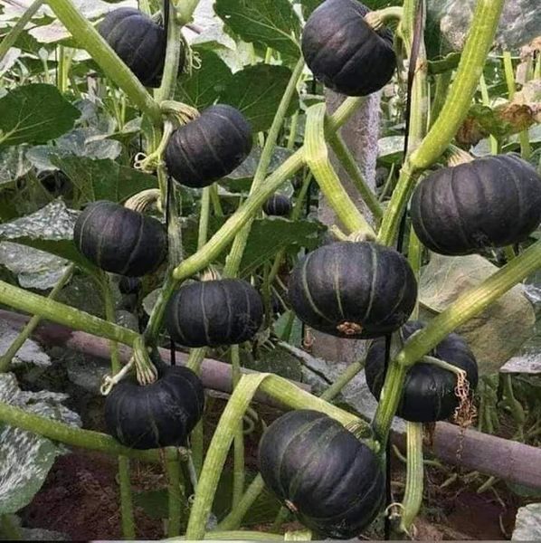 Hạt giống bí nhật da xanh gói 10 hạt