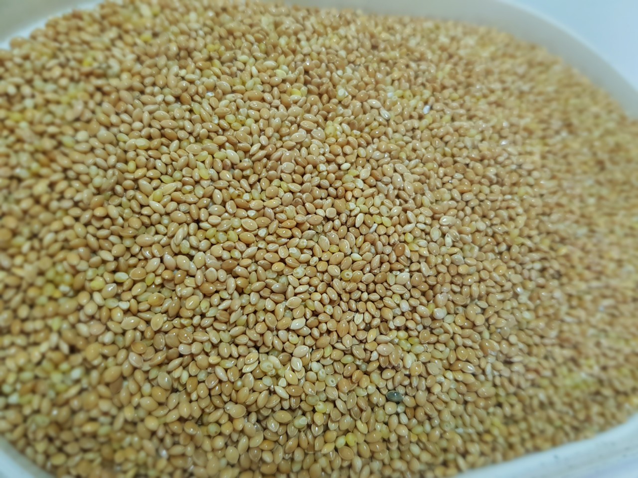Hạt Kê Vàng gói 500g - 1kg (Chưa bóc vỏ)