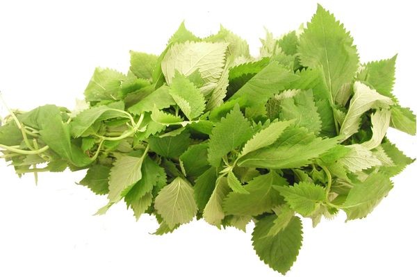 Hạt giống Rau Kinh Giới (Gói 1 Gram) - Nông Sản Vàng