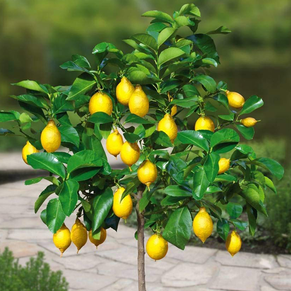 Cây Giống Chanh Vàng Mỹ