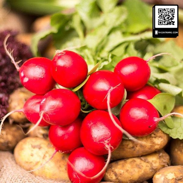 Hạt giống củ cải đỏ cherry, củ cải đỏ baby năng suất cao