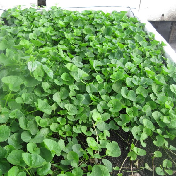 Hạt giống rau má gói 1gr