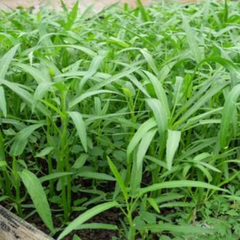 Gói 1kg hạt giống rau muống lá tre Việt Nam - H2P Shop