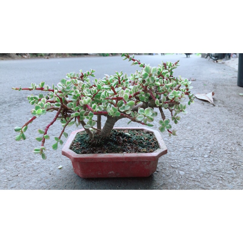 Cây Cành Vàng Lá Ngọc Cổ Thụ