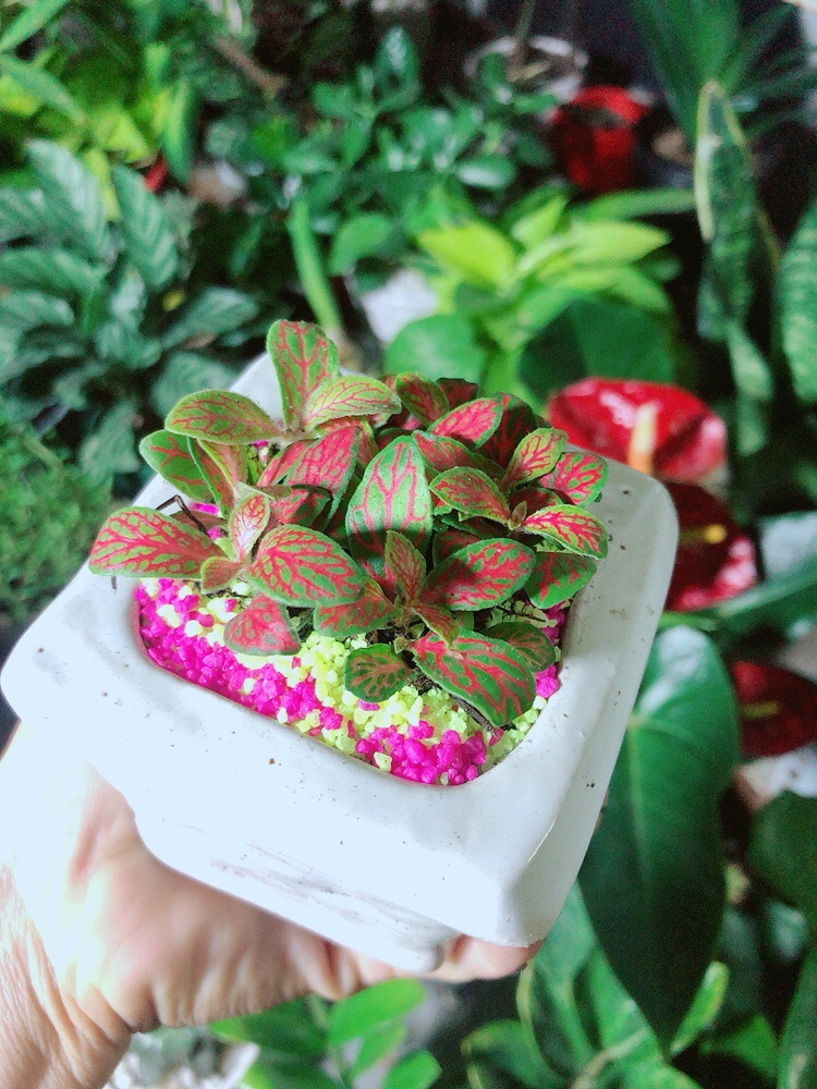 Chậu Cây Cẩm Nhung (lá may mắn) Màu Cam