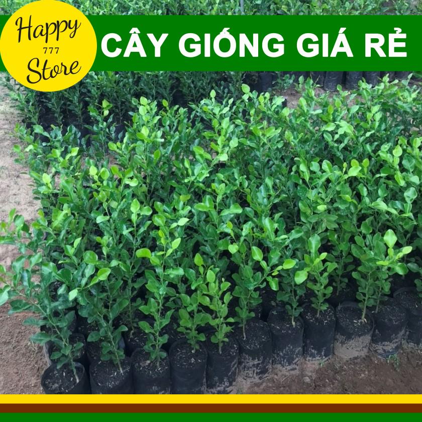 Cây chanh thái, cây chanh chúc, cây chúc giống an giang chiều cao khoảng 20-30cm happy_store