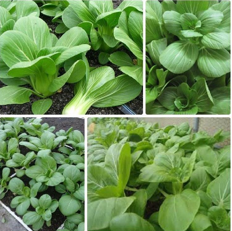 Túi 20 gram hạt giống rau cải chip cao sản