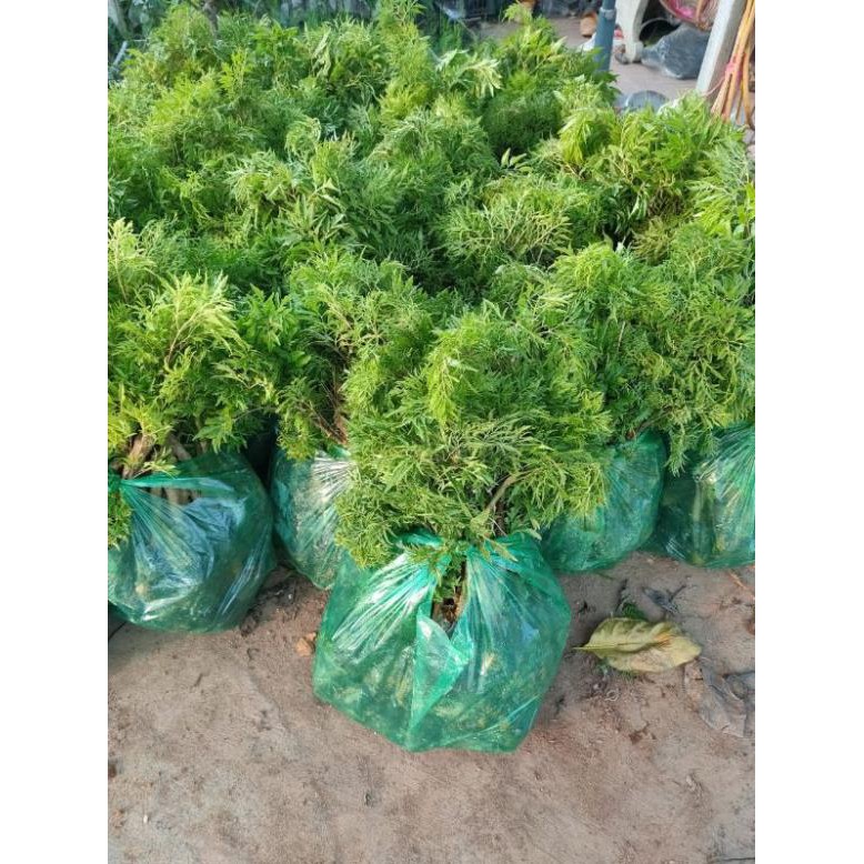 [FREESHIP - Xả Khô Máu] combo 10 cây giống Đinh Lăng lá nếp