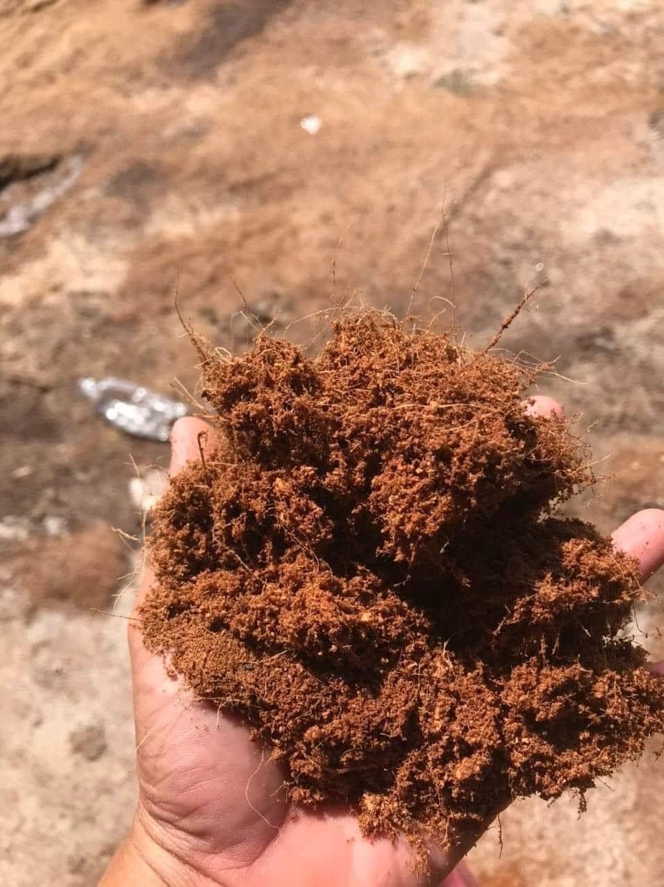 1Kg Mụn dừa ( sơ dừa ) đất nền giá thể trồng cây