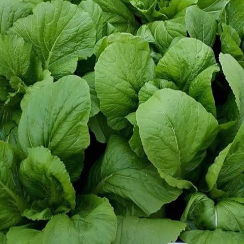 Hạt Giống Cải Bẹ Xanh Mỡ Cao Sản (20gr)